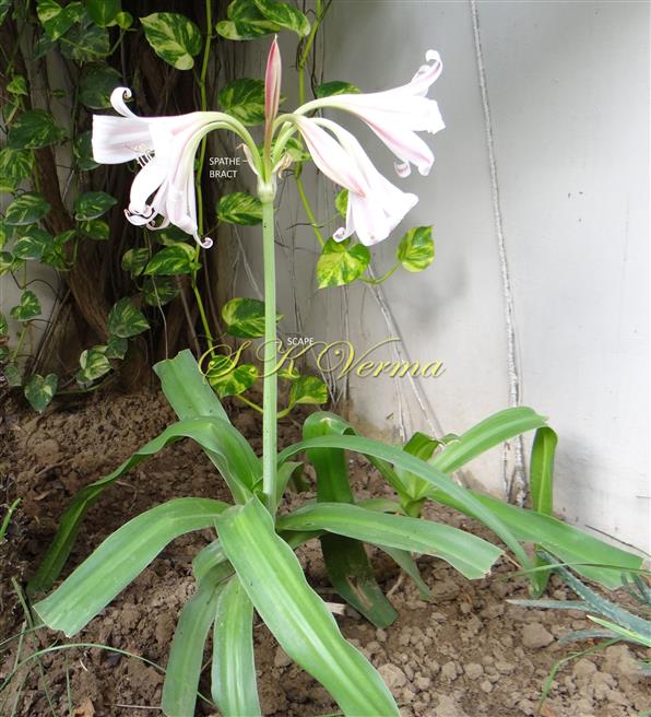  Plant with an infrorescence